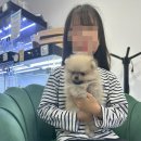 인천강아지분양 믿고 찾을 수 있는 펫퍼스트 24시 강아지분양 고양이분양 인천본점 후기