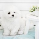 뽀송뽀송 이미지