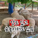 인천 아이랑 가볼만한 곳 | 양떼목장 + 숲높이터 무료입장 늘솔길공원 완벽 정리