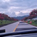 백일홍명품길 이미지