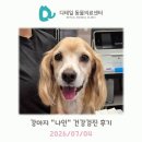 철산 동물병원) 강아지 "나인" 건강검진 후기 (점액혈변, 위염, 방광염)