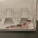 (주)에코브릿지 | 칵테일샵에서 분양받은 우리집 막내 군밤이 성장일기
