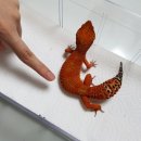 와이엔케이 이미지