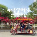 안성팜랜드 푸드트럭 | 경기도아이랑갈만한곳 안성팜랜드 호밀밭축제 코스모스 장미명소 주말후기
