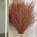 살롱드루와