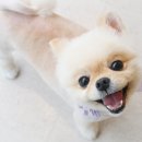그루밍125 네이버블로그