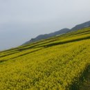 호미곶경관영농조합법인 네이버블로그