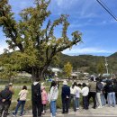 무정면 은행나무 축제 이미지