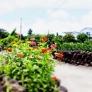 제주 올레길 3코스 A 이미지