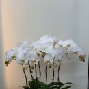 고령꽃집 이미지