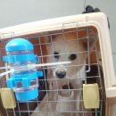 벨라켄넬 이미지