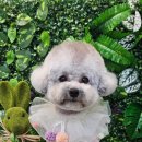 로운이네 살롱 이미지