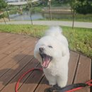 소노펫 스쿨 이미지