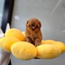 애니멀즈 강아지분양 고양이분양 천안점 이미지