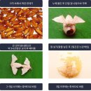 누에사육 및 누에방제-충청북도양잠보급과