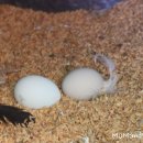 준 꼬꼬 이미지