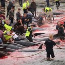 널브러진 고래 사체, 피로 물든 바다… 크루즈 승객 눈앞에 펼쳐진 광경 이미지