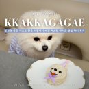 까까줄개 | 수원 강아지 케이크 "까까가개" 애견 커스텀 케이크 생일 파티 후기