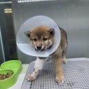 도그바이러스 이미지