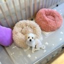 홍글몽글 이미지