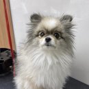 그루머솔 이미지