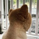 조은동물병원 미용실 이미지