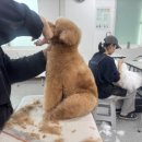 김포애견미용학원