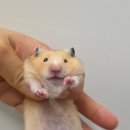 털뭉치즈 이미지