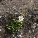 작은나무 이미지