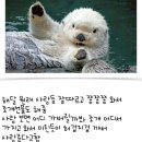 해달 이미지
