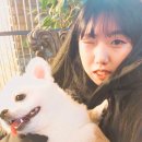 골드스타애견