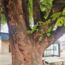 호림농장 이미지