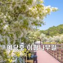 이팝나무길 이미지