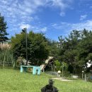 행복 애견방 이미지