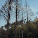 썬바라기