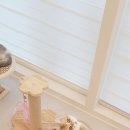 나비야 cat 이미지