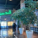 그린보드 | 춘천/그린보드] 내돈내산 춘천대형카페 그린보드 솔직후기, 춘천베이커리카페 식물원카페 그린보드 추천...