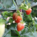 새샘농장 이미지