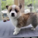 플레이독 파주본점 이미지