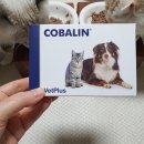 하나벳 | 고양이 IBD 영양제, 벳플러스 코발라민 엽산 후기