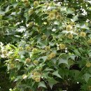 대만풍나무 [풍향수, Liquidambar formosana] 이미지