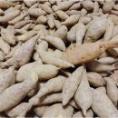 [정품고구마+비품고구마 10kg 1만원(택배비별도)] 이미지