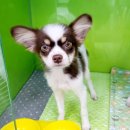 멍스타 김포강아지 분양 이미지