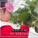 하루농장 | 여주 딸기농장체험 “하루딸기농장” 대신면 내돈내산 솔직후기