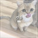 캣플 동탄점 | 동탄 라크몽 캣플 후기 🐾 깔끔함이 돋보이는 고양이 교감 카페