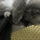 봉 그루밍 | 매트 씹어 먹는 고양이 집사 필독! 냥쌤 캐치 사막화 방지 모래매트 솔직 후기