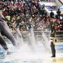 돌고래목욕탕 이미지