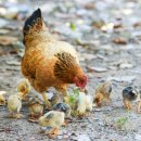 우리가축인공수정소 이미지