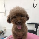 뽀미 애견 미용샵 이미지