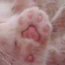 고양이 발바닥 이미지